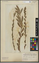 Foto von Salix purpurea L. x Salix repens L.